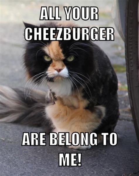 cheezburger meme|meme base photos.